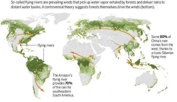 biodiversité-et-pluies